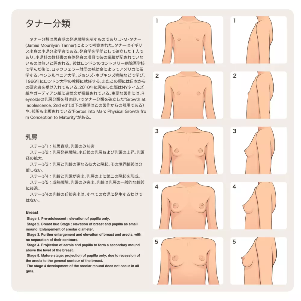 少女発育年次の傾向と展望 4ページ