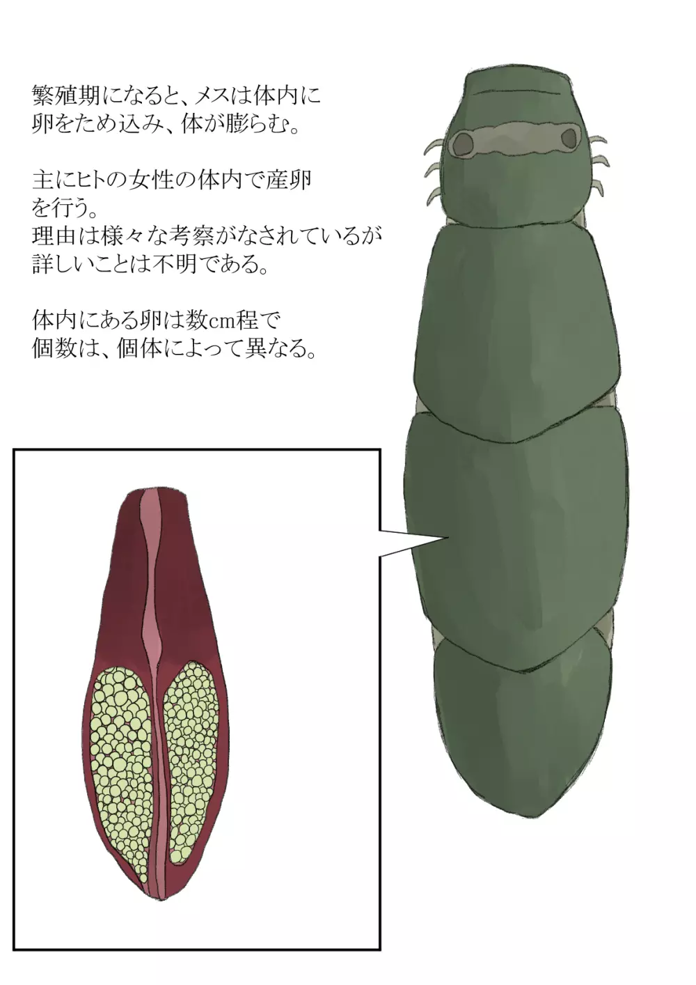 オオムシ解説図鑑 7ページ