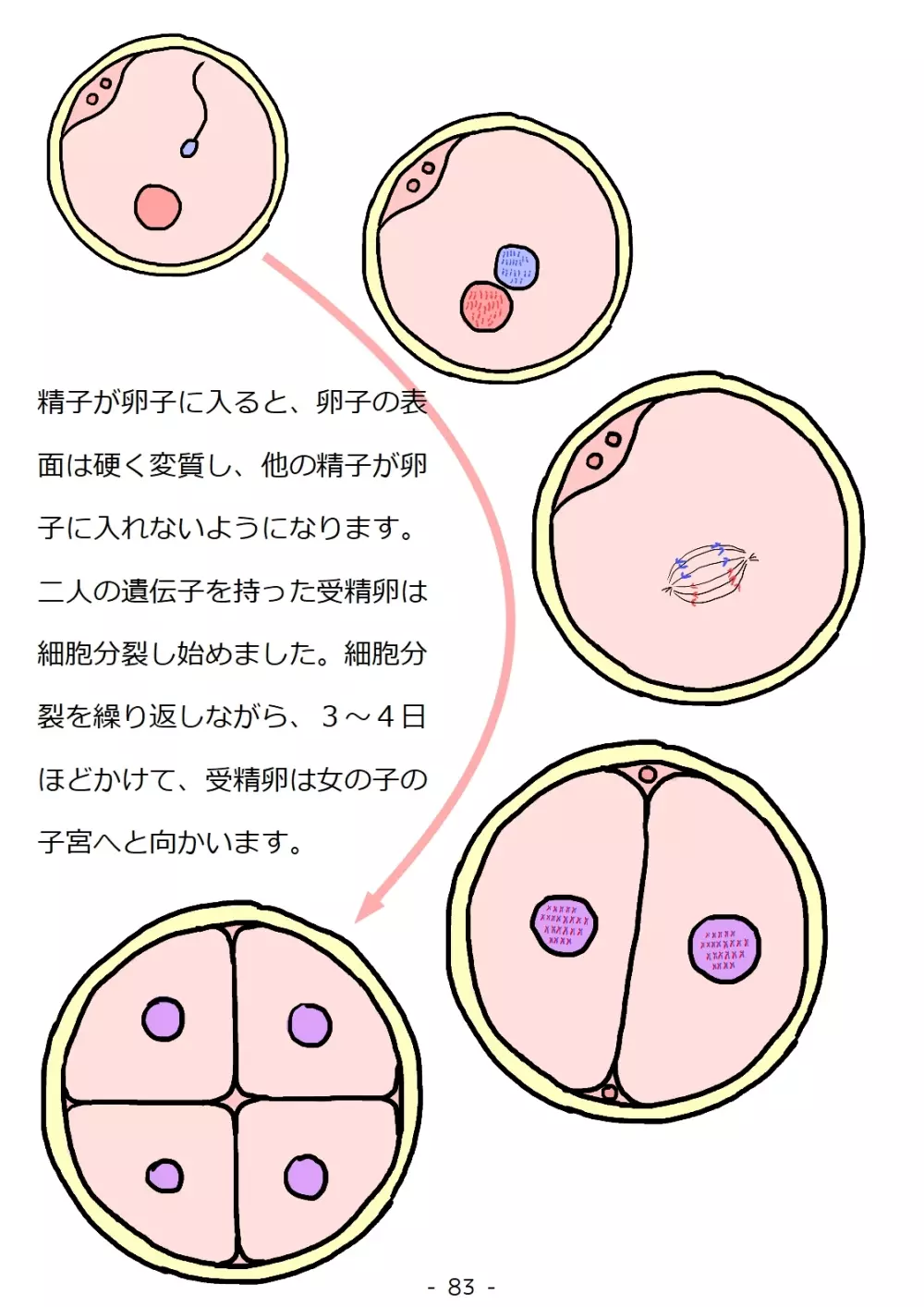 思春期の男の子のための性教育・同級生の女の子とセックスをして赤ちゃんを作るおはなし 83ページ