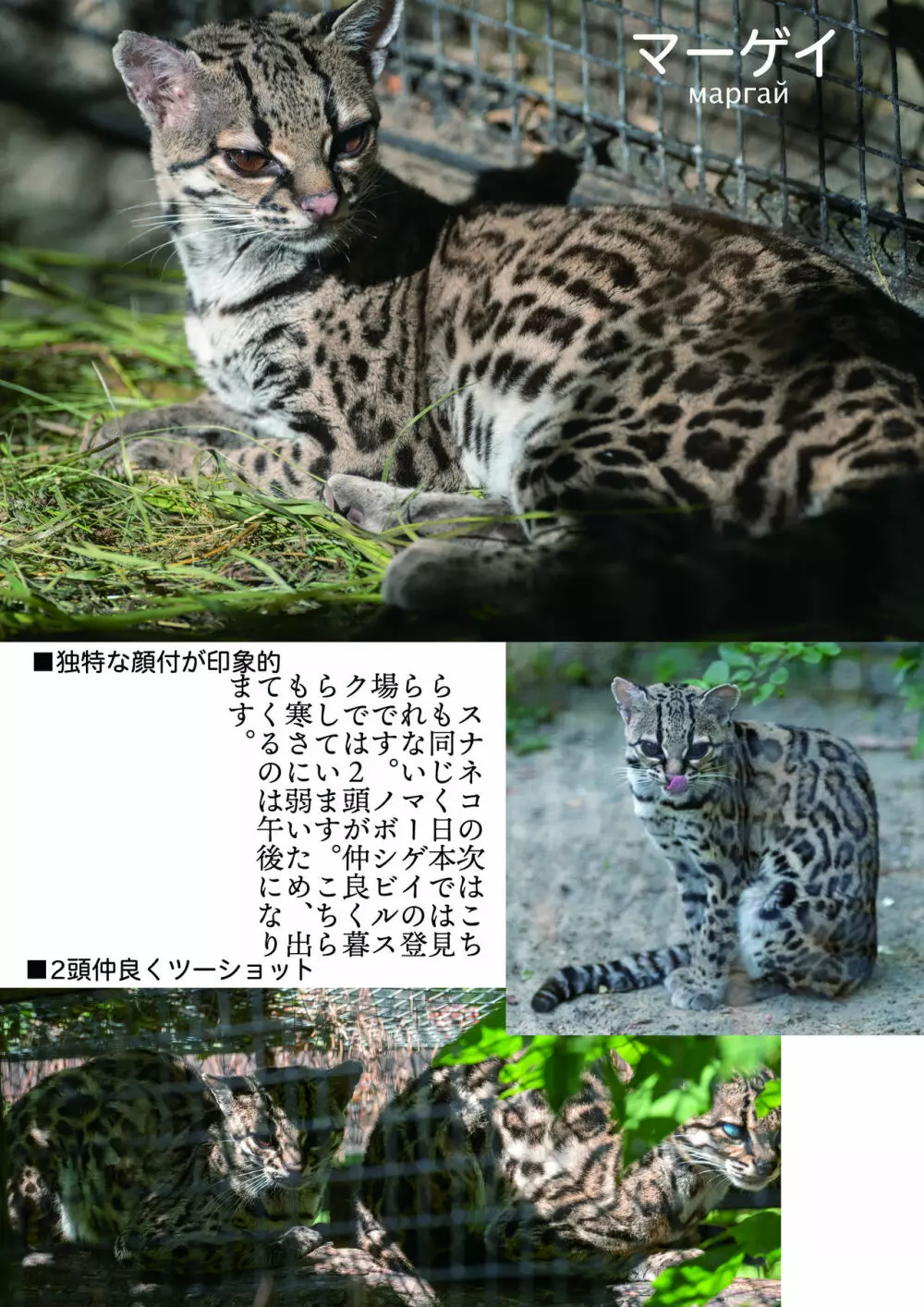 mayけものフレンズスレ合同誌2 161ページ