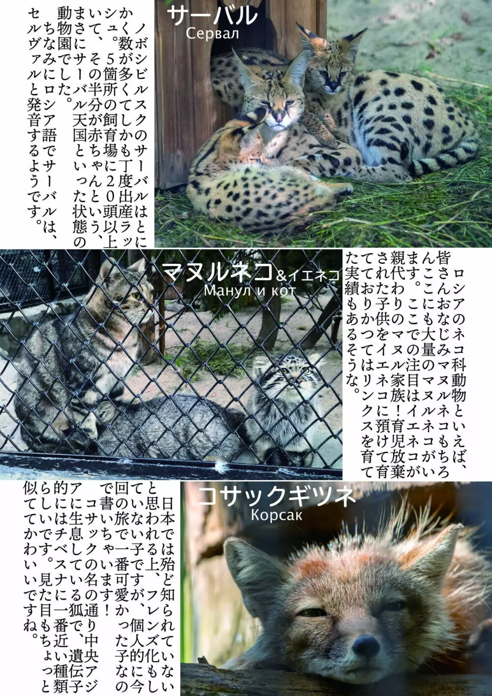 mayけものフレンズスレ合同誌2 162ページ