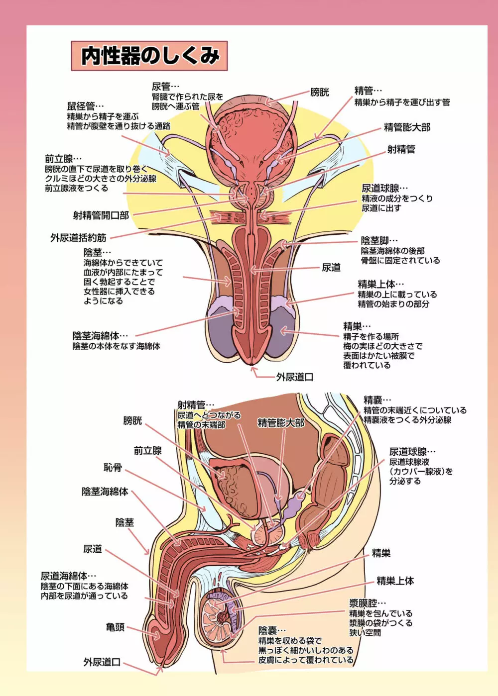 メイドさんと学ぶおんなのこのからだ 26ページ