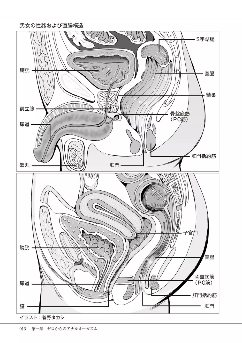 基礎から学ぶアナルオーガズム 15ページ
