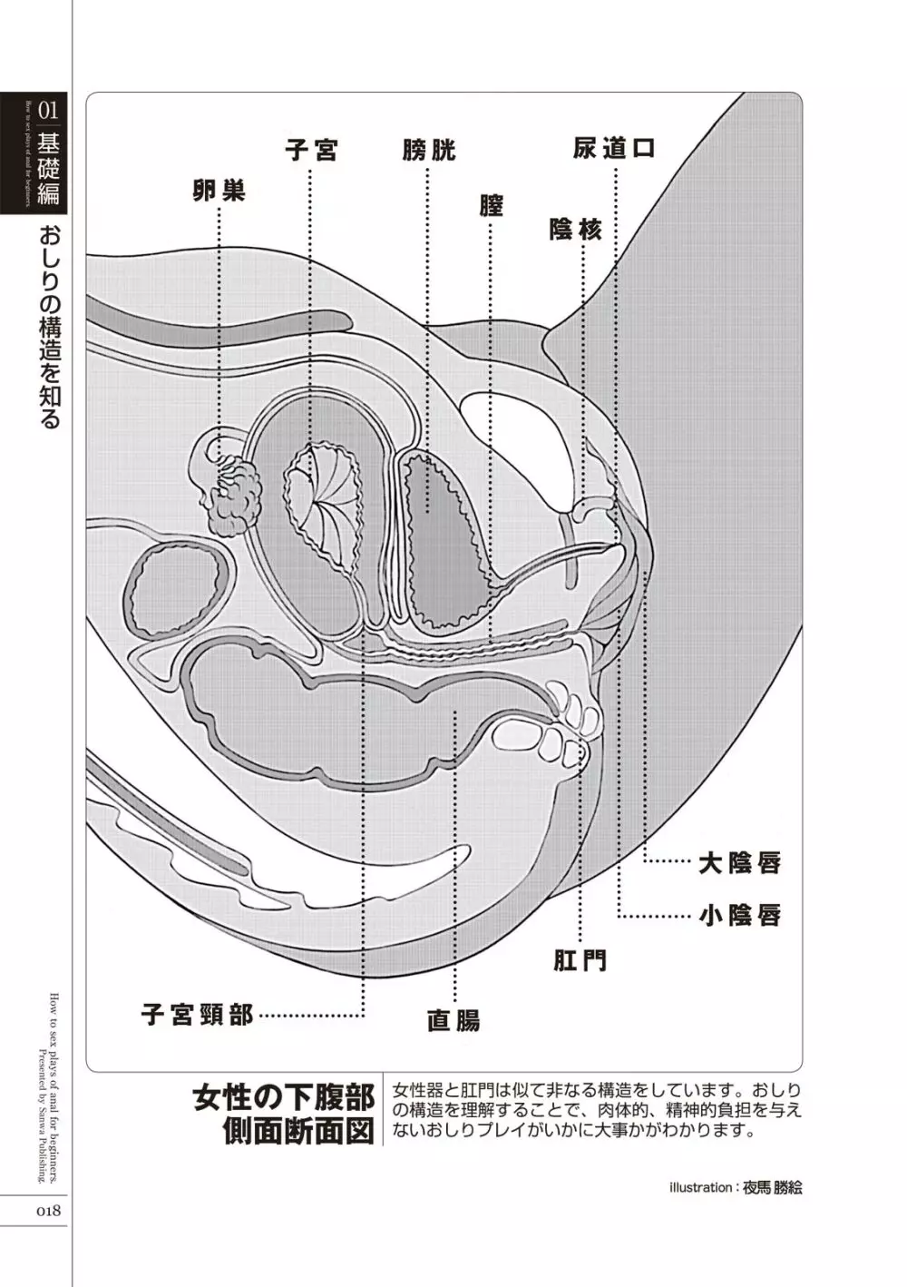 いますぐデキる 図説おしりエッチマニュアル 20ページ