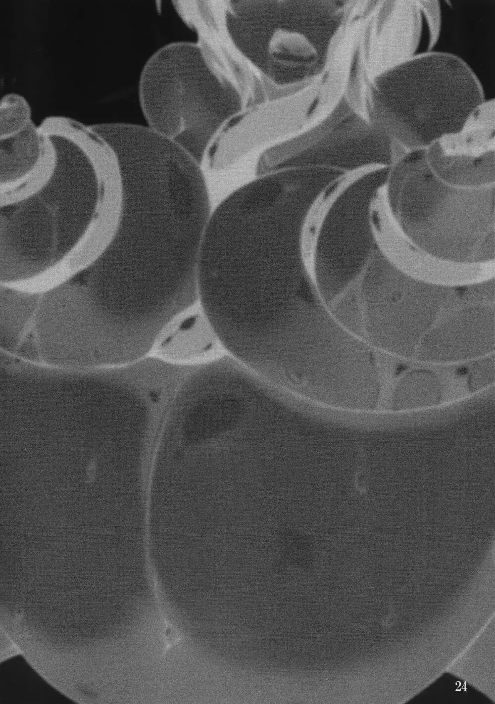 触手地霊殿2 ~さとり拡張開発~ 23ページ